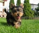 buen cachorro Yorkie para alguno buen hogar y el cuidado