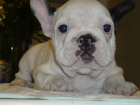 bulldog frances - mejor precio | unprecio.es