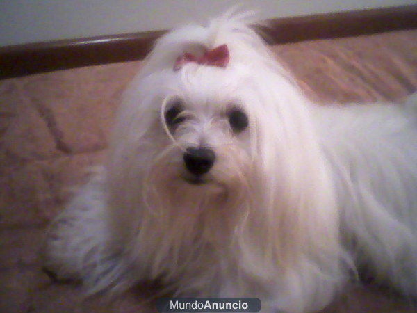 Cachorritos de Bichón Maltés