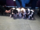 Cachorros american stafford - mejor precio | unprecio.es
