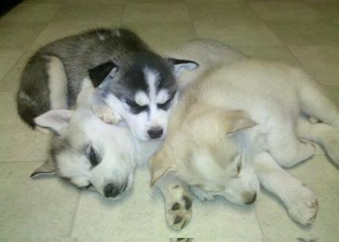 cachorros husky siberiano listo para salir