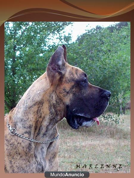 Dogo Aleman hembra atigrada