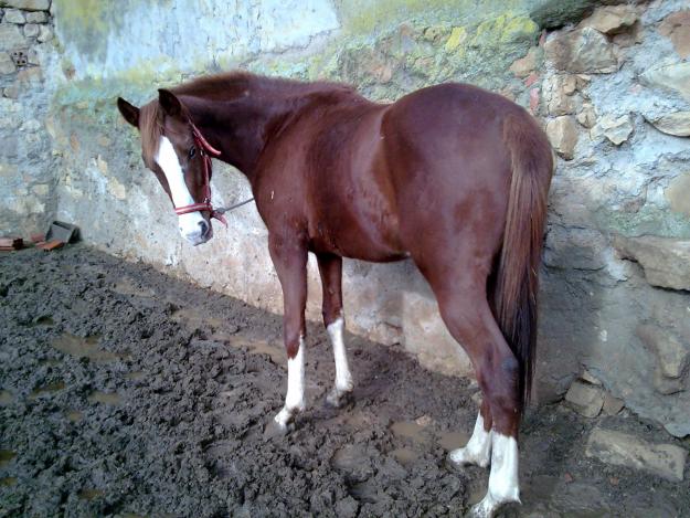 En venta y cubriciones de;SEMENTAL Anglo Arabe,Alazan,careto,cuatralbo.Buenisimos origenes