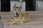 Enric y Guill, cachorros abandonados buscan hogar en adopción - mejor precio | unprecio.es
