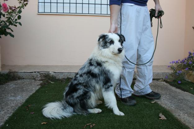 Espectacular Border Collie para montas