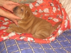 HEMBRA SHAR PEI NACIONAL - mejor precio | unprecio.es