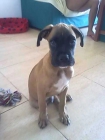 Se Venden Cachorros de Boxer - mejor precio | unprecio.es