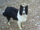 Venta de Border Collie - mejor precio | unprecio.es