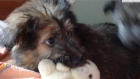 Mili, cachorrita cruce pastor alemán en adopción - mejor precio | unprecio.es