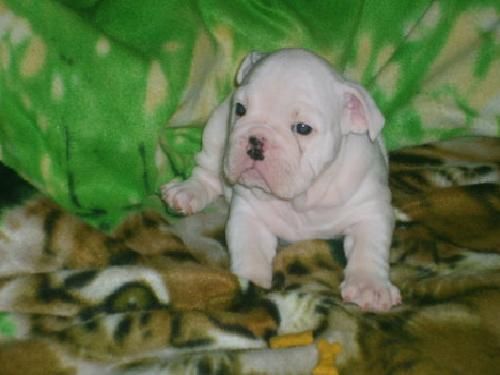 Bulldog ingles excelente camada