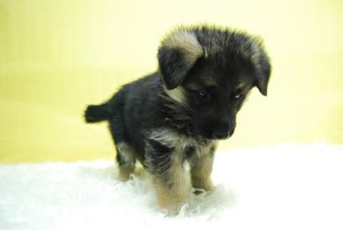 camadita de pastor aleman.cachorrines para entregar