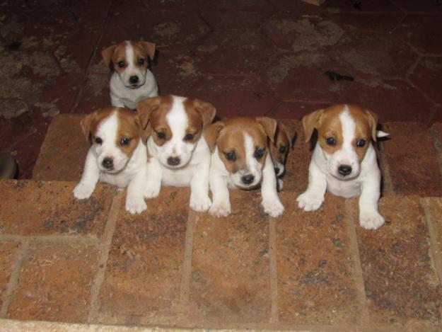 Impresionantes cachorros de jack russel, pura raza