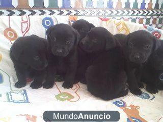 Labrador negro, preciosos cachorros