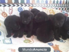 Labrador negro, preciosos cachorros - mejor precio | unprecio.es