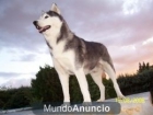 PERDIDO HUSKY - mejor precio | unprecio.es