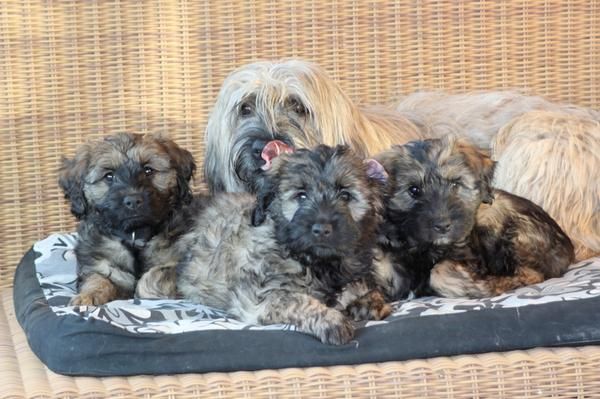 ULTIMO CACHORRO GOS D´ATURA CATALA, busca calor de hogar