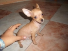 VENDO CHIHUAHUAS - mejor precio | unprecio.es