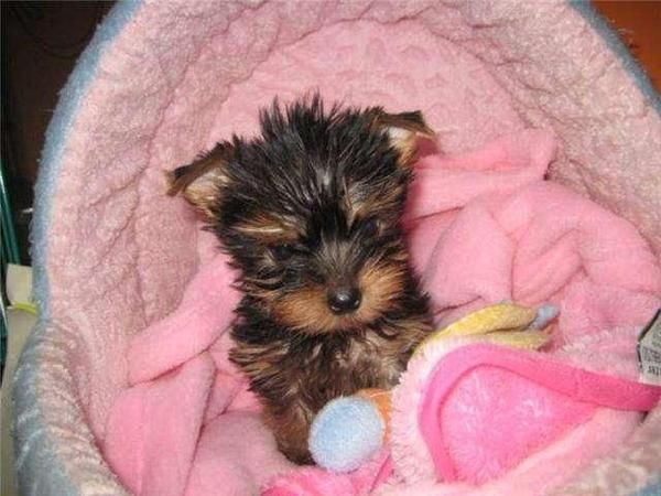 vendo yorkshire terrier , miniatura, cachorro
