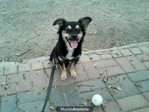 BLACKY- És un preciós cadell mestís de Pomerània