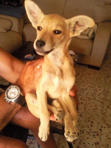 adopcion chico