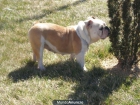 bulldog iongles,hembra adulta - mejor precio | unprecio.es
