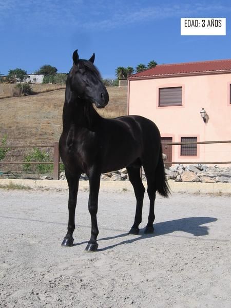 CABALLO SEMENTAL DE CUBRICION