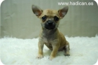 Cachorritos de Chihuahua directamente de criadero en Madrid. - mejor precio | unprecio.es