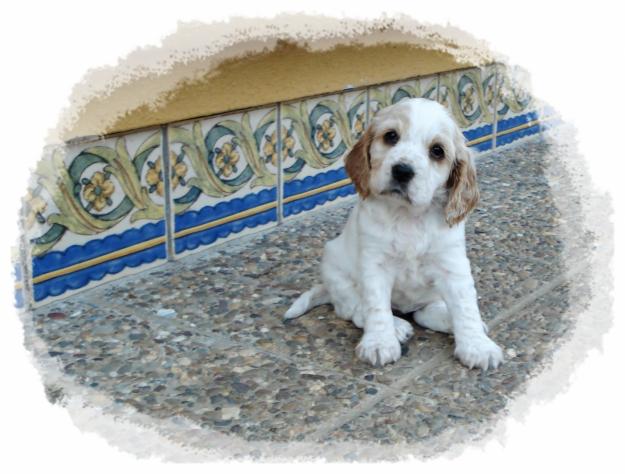 Cachorritos de Cocker pura raza
