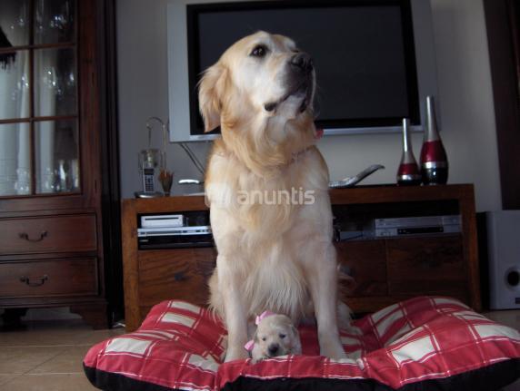 CACHORRO DE GOLDEN RETRIEVER DORADO:VACUNADO,DESPARASITADO Y CON PEDIGREE