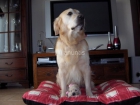 CACHORRO DE GOLDEN RETRIEVER DORADO:VACUNADO,DESPARASITADO Y CON PEDIGREE - mejor precio | unprecio.es