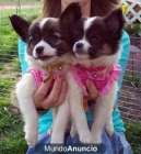 Cachorros - papillon - mejor precio | unprecio.es