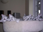 Gatitos regalo - mejor precio | unprecio.es