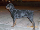 Hembra Rottweiler Pedigri. - mejor precio | unprecio.es