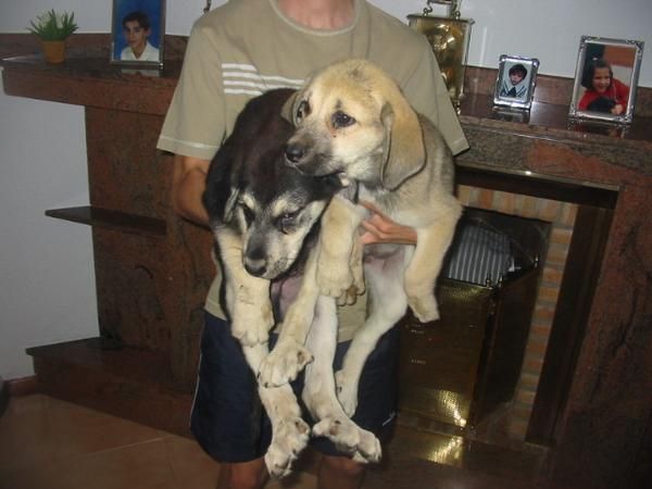 Mastines extremeños,cachorros,machos y hembras,135 Eur.