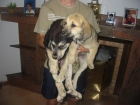 Mastines extremeños,cachorros,machos y hembras,135 Eur. - mejor precio | unprecio.es