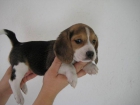 PRECIOSA CACHORRITA DE BEAGLE TRICOLOR CON PEDIGREE 380€ - mejor precio | unprecio.es