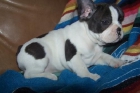 Precioso Cachorro de Bulldog frances - mejor precio | unprecio.es