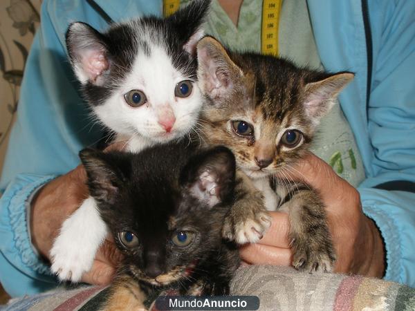 regalo gatitas