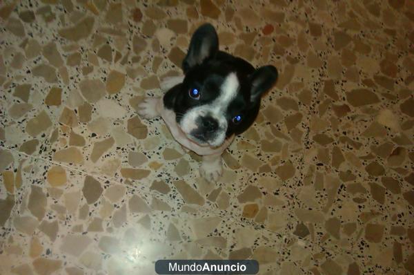 Se vende cachorro de Bulldog Frances (450€)