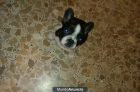 Se vende cachorro de Bulldog Frances (450€) - mejor precio | unprecio.es