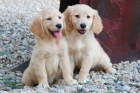 Vendo cachorritos de Golden, económicos - mejor precio | unprecio.es
