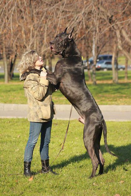 Busco gran danes/dogo alemán regalado