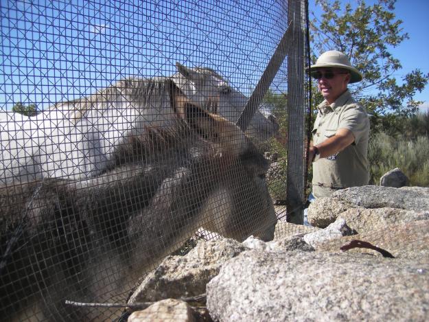 Adoptamos camellos, dromedarios, llamas