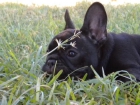 BULLDOG FRANCES - mejor precio | unprecio.es
