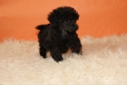 Caniche toy garantizados , en color negro , Máxima seriedad a 10 minutos de Madrid - mejor precio | unprecio.es