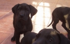 DOGOS ALEMANES - mejor precio | unprecio.es