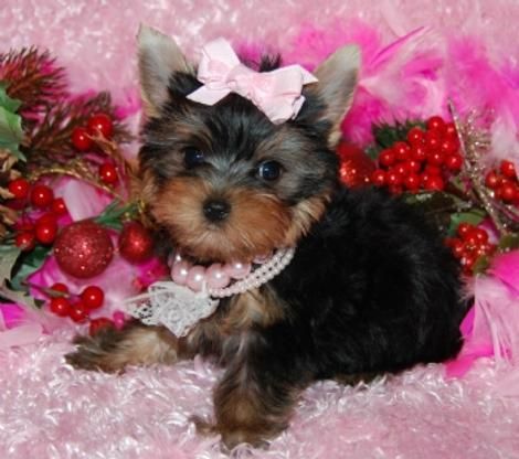 economicos machito de yorkshire terrier 135