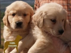 Golden, te encantaran estos cachorros - mejor precio | unprecio.es