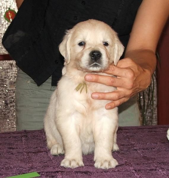 Macho y Hembra cachorros golden retriever