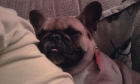 mi perrita laika bulldog frances se ha perdido o a sido subtraida - mejor precio | unprecio.es